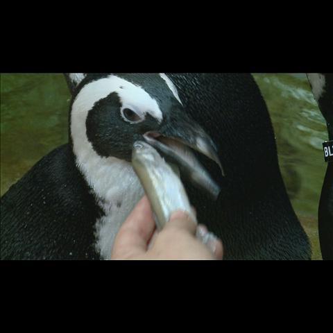 Kids Want To Know: How Much Do Penguins Eat? | wfmynews2.com